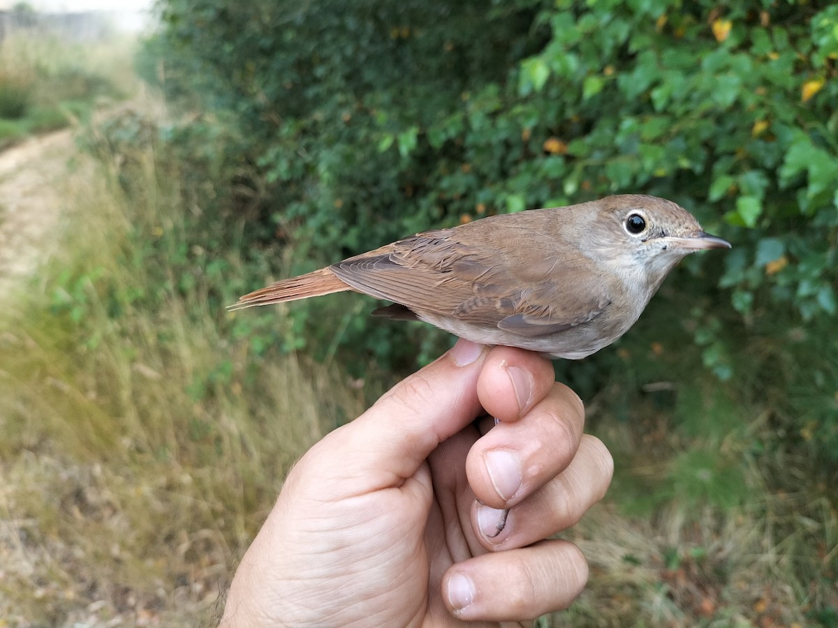 Common Nightingale - Francisco Rodal Piñeiro