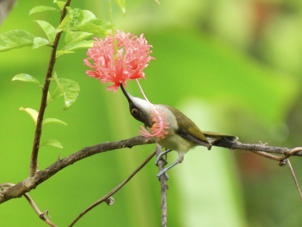 Pale Spiderhunter - ML622127813