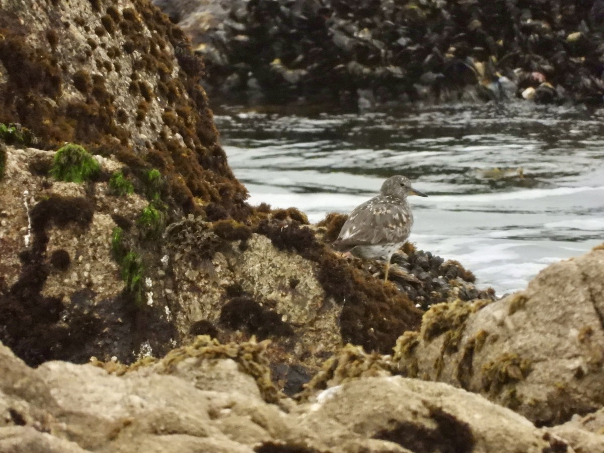 Surfbird - ML622127820