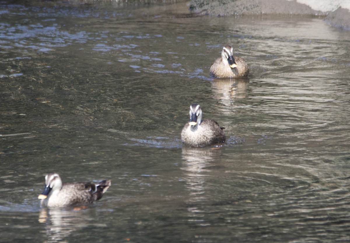 Eastern Spot-billed Duck - Jia-Shin (嘉欣) Liu (刘)