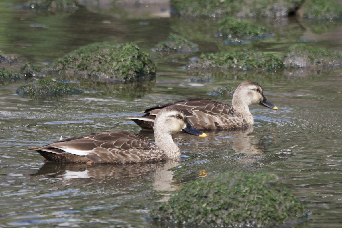 Eastern Spot-billed Duck - Jia-Shin (嘉欣) Liu (刘)