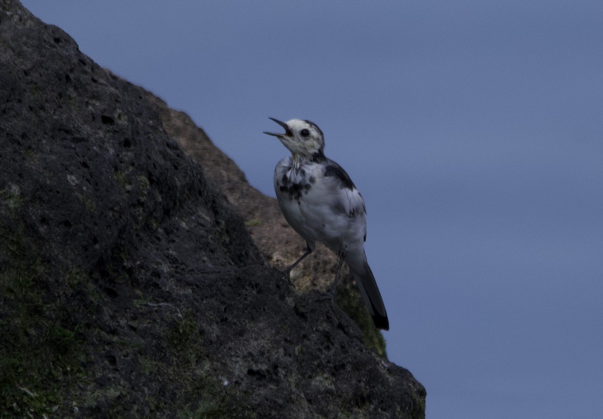 White Wagtail - Jia-Shin (嘉欣) Liu (刘)