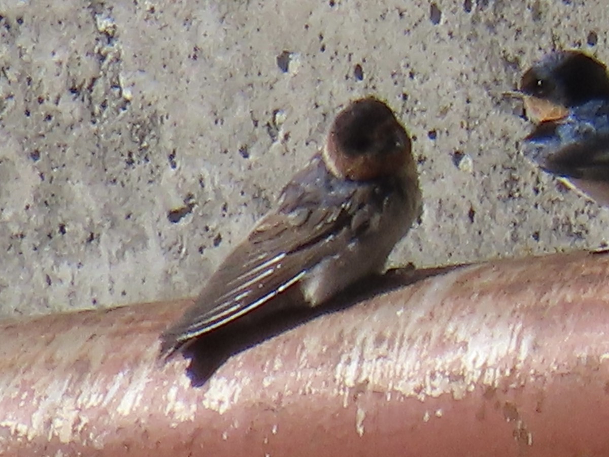 Cliff Swallow - ML622127832