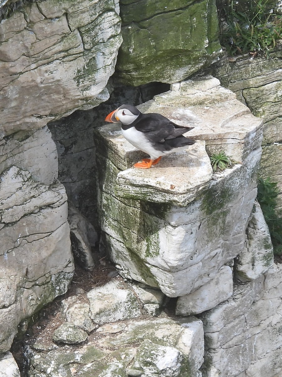 Atlantic Puffin - ML622127836