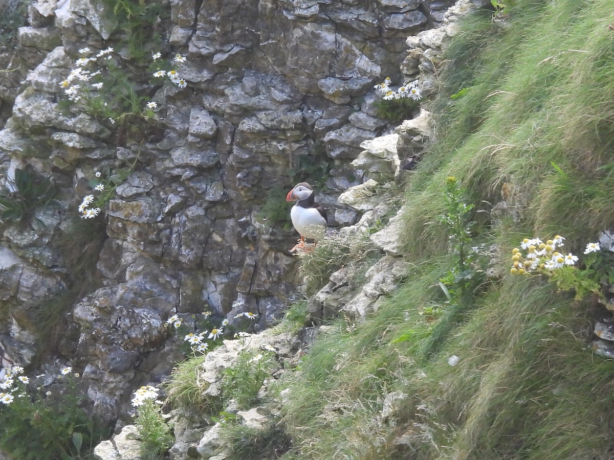 Atlantic Puffin - ML622127839