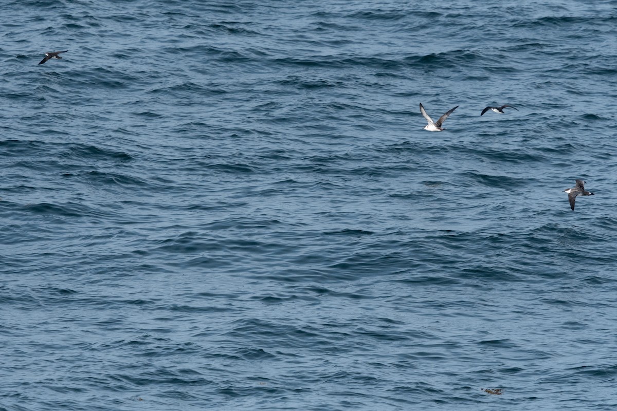 Manx Shearwater - ML622127843