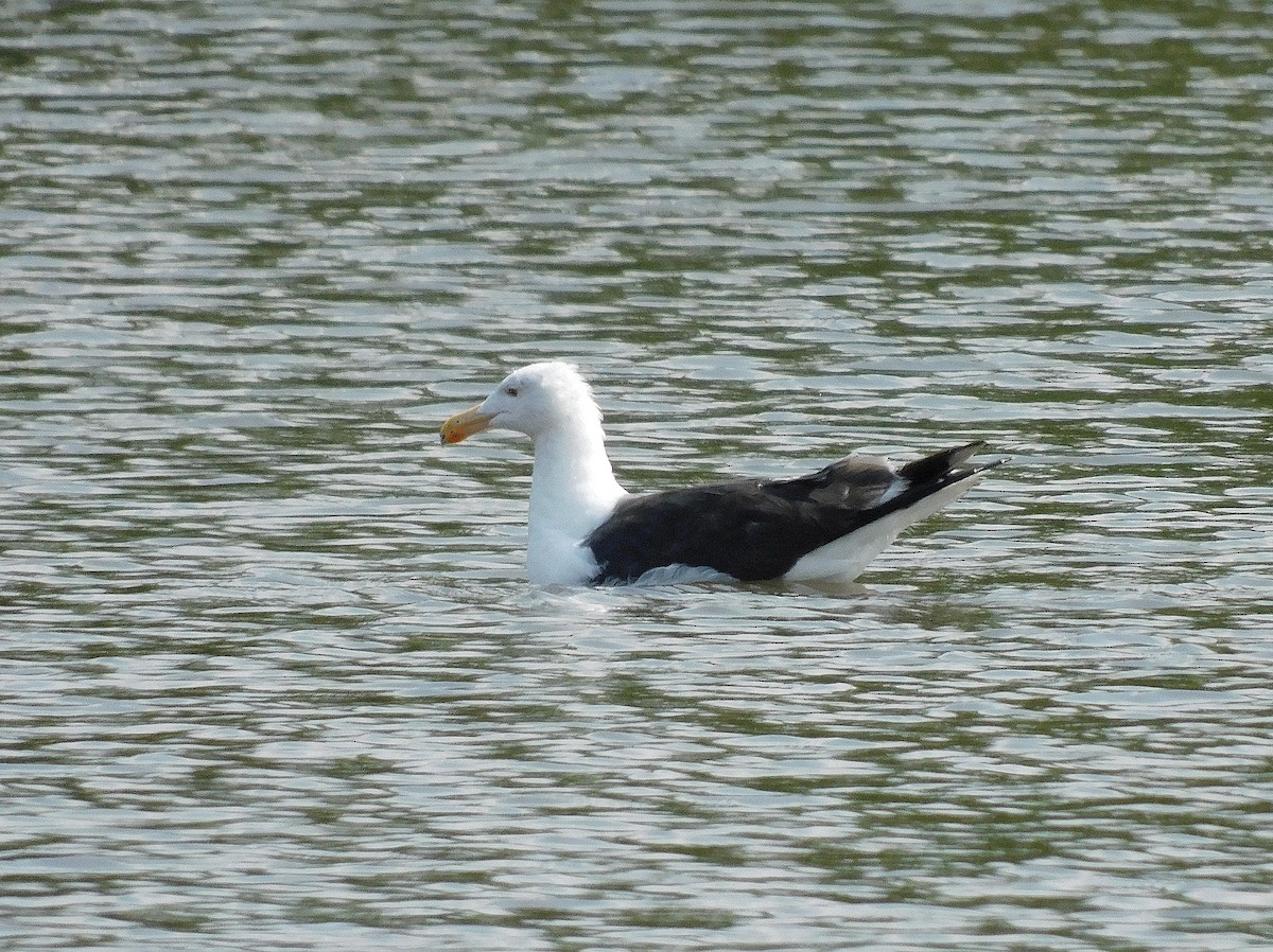 Great Black-backed Gull - ML622127844