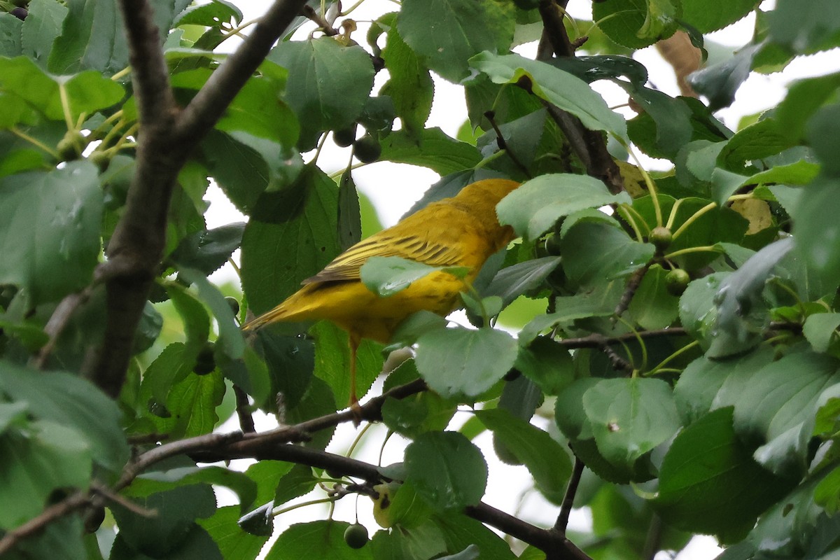 Yellow Warbler - ML622127845