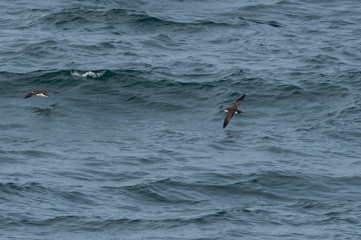 Manx Shearwater - ML622127847