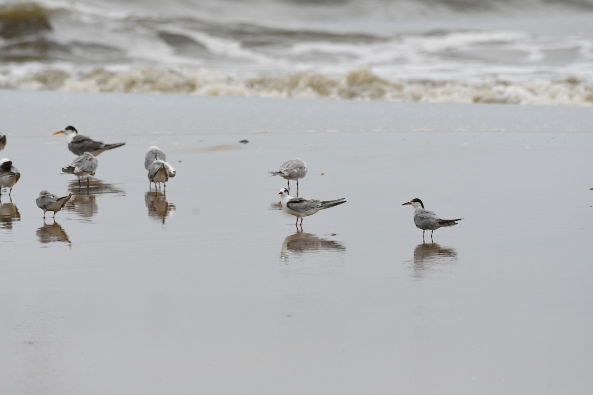 Common Tern - ML622127848