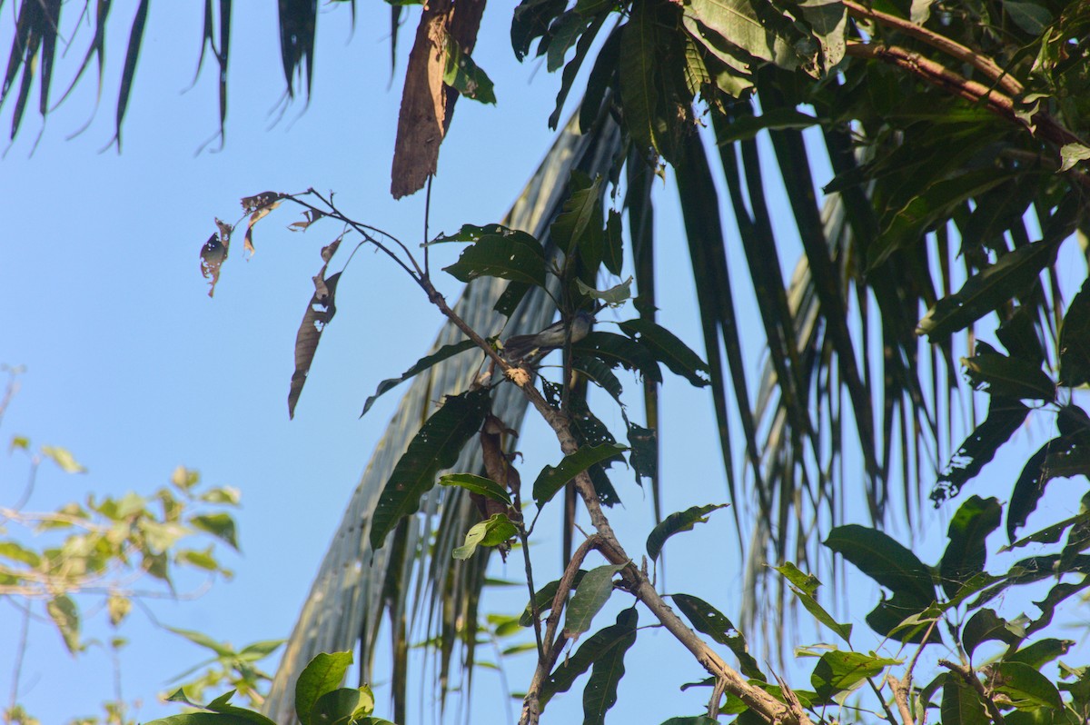 Black-naped Monarch - ML622127849