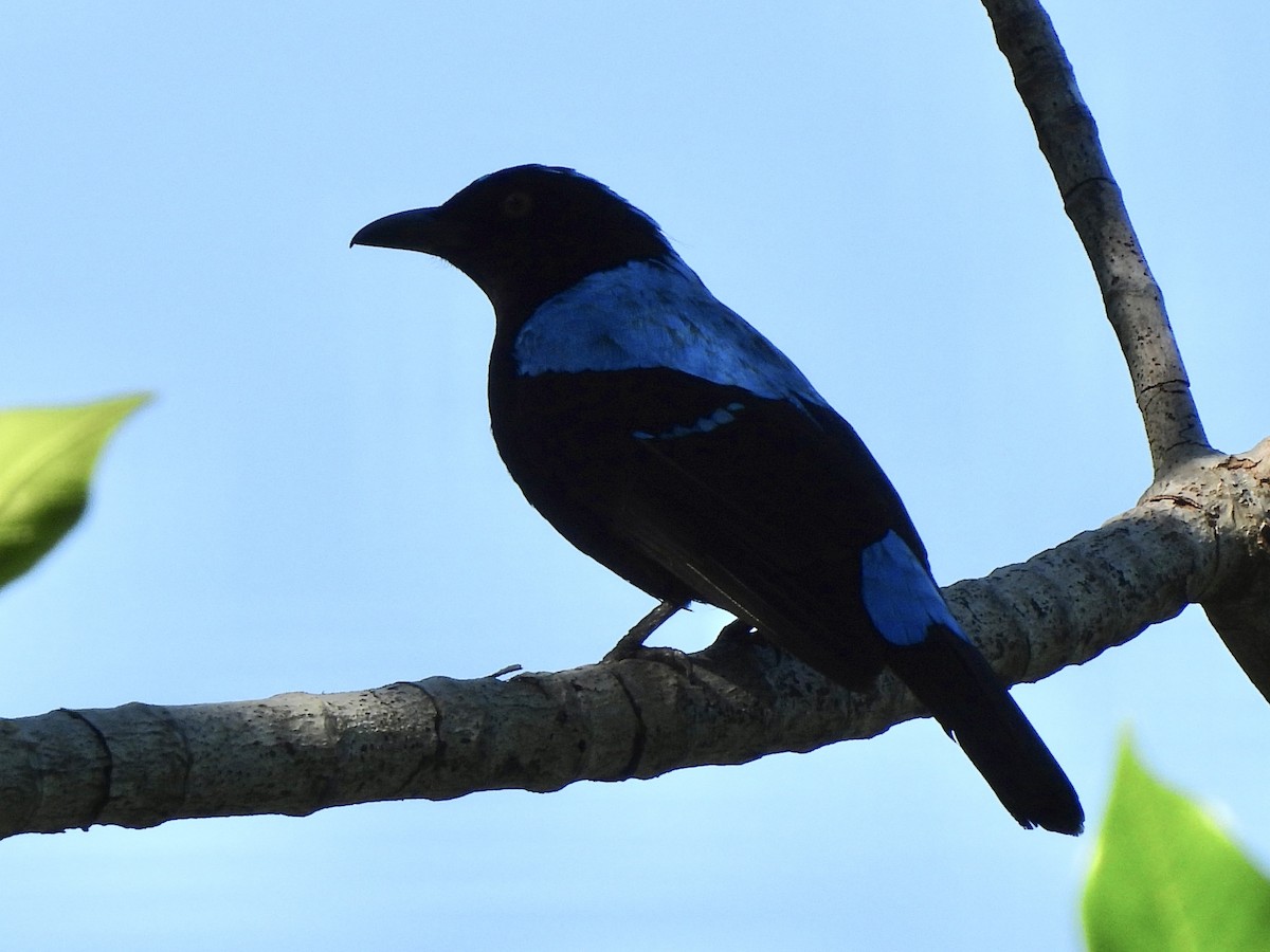 Palawan Fairy-bluebird - ML622127850