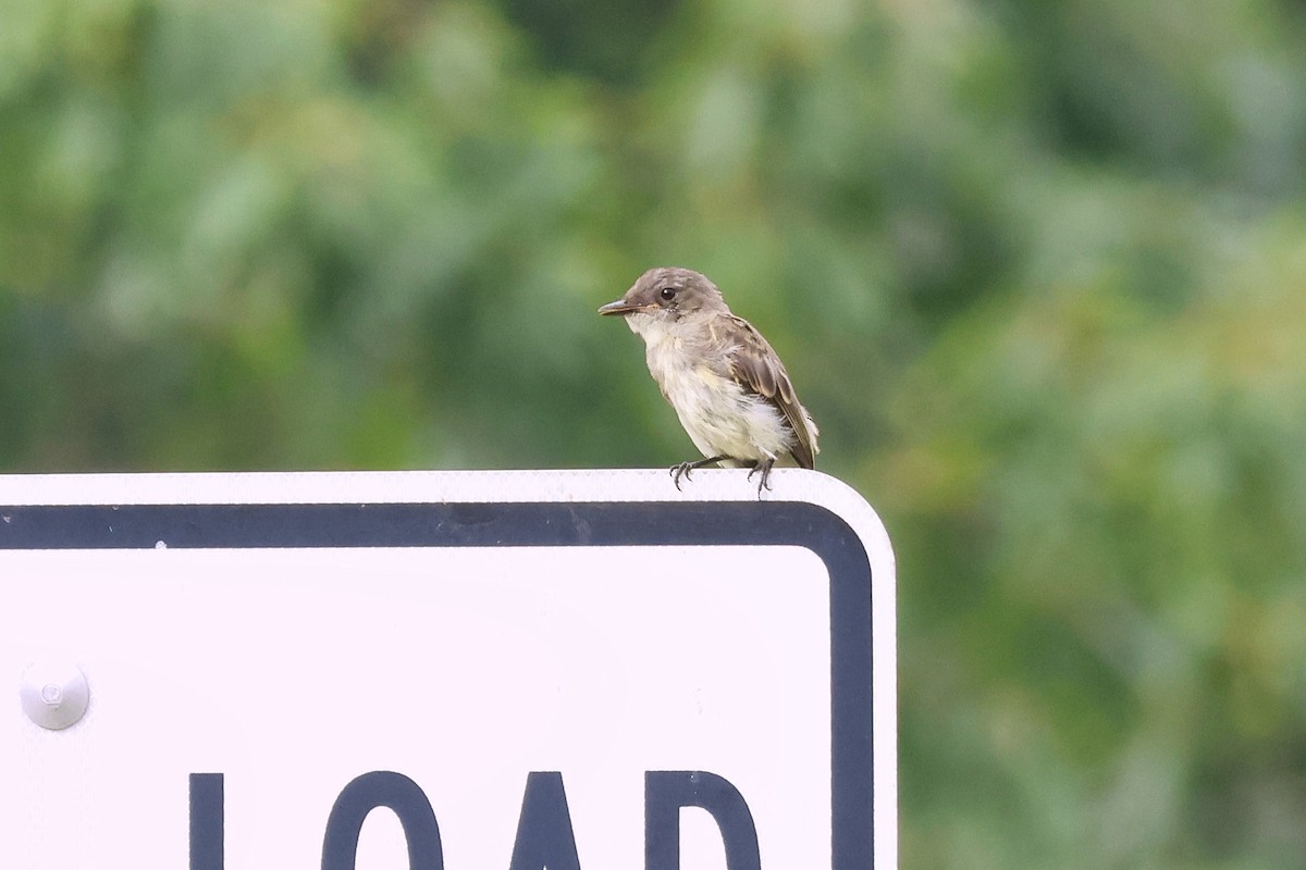 Eastern Phoebe - ML622127852