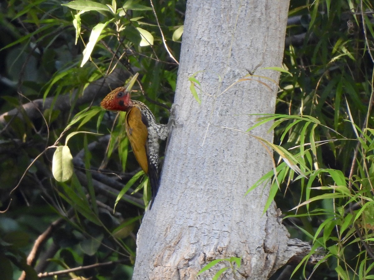 Red-headed Flameback - ML622127854