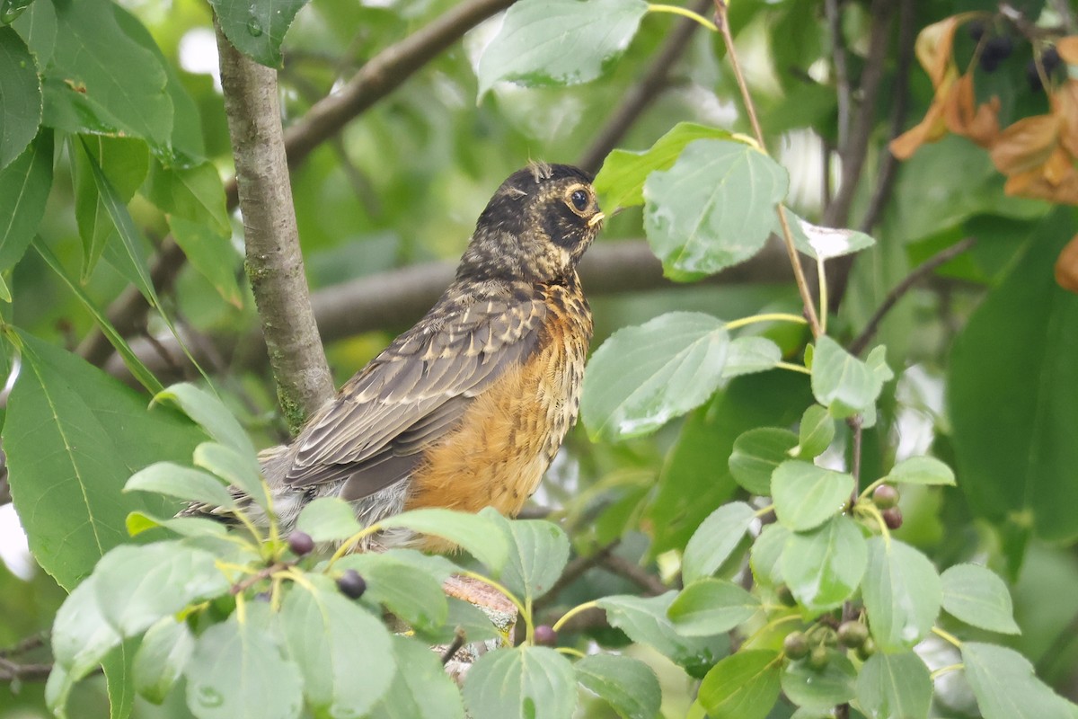 American Robin - ML622127855