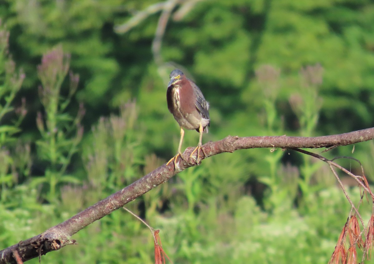 Green Heron - ML622127857