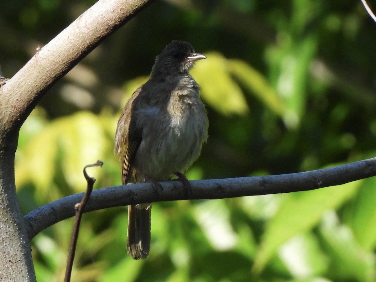 Ashy-fronted Bulbul - ML622127858