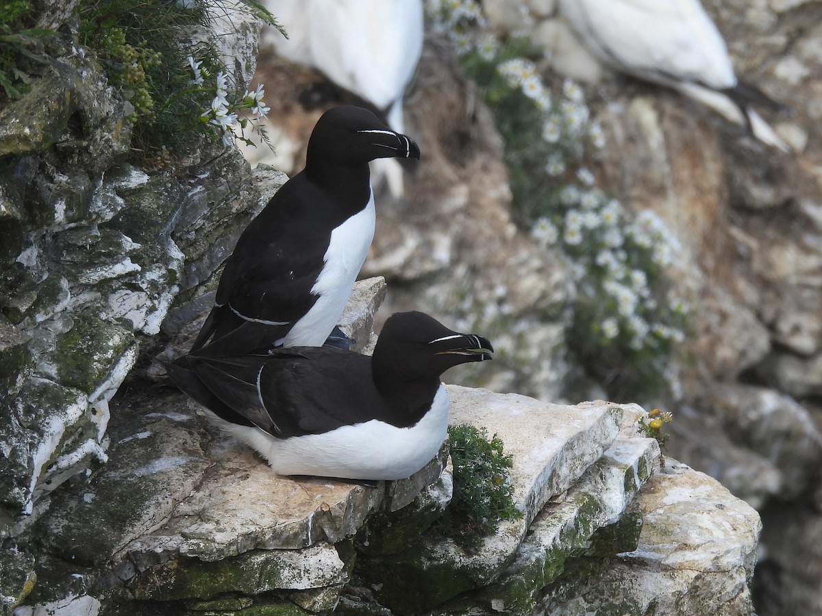 Razorbill - ML622127859