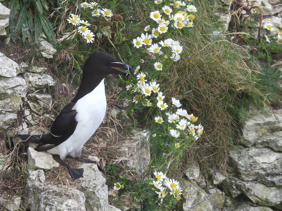 Razorbill - ML622127860