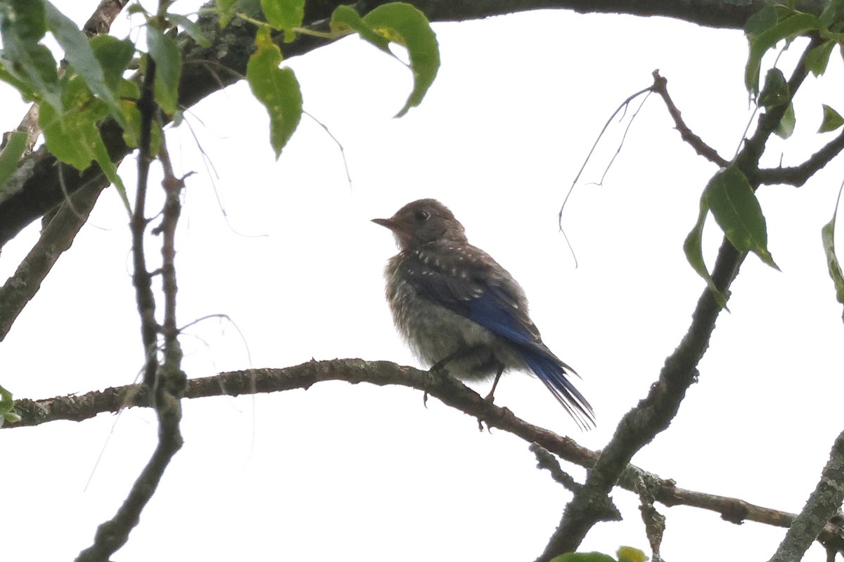 Eastern Bluebird - Paul Prappas