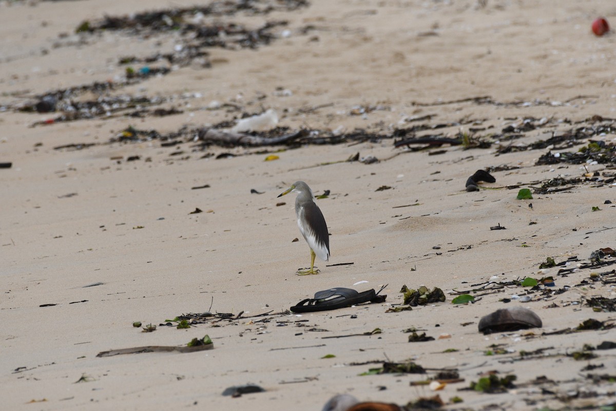 Indian Pond-Heron - ML622127863