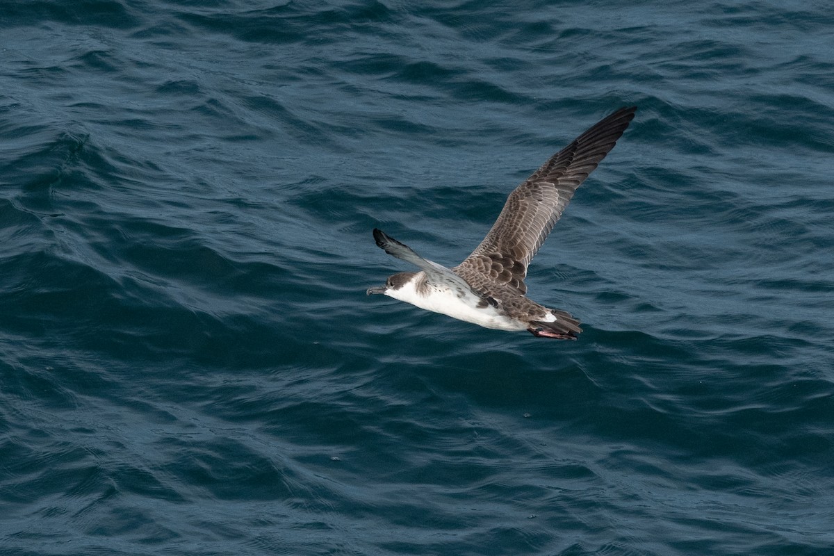 Great Shearwater - ML622127864