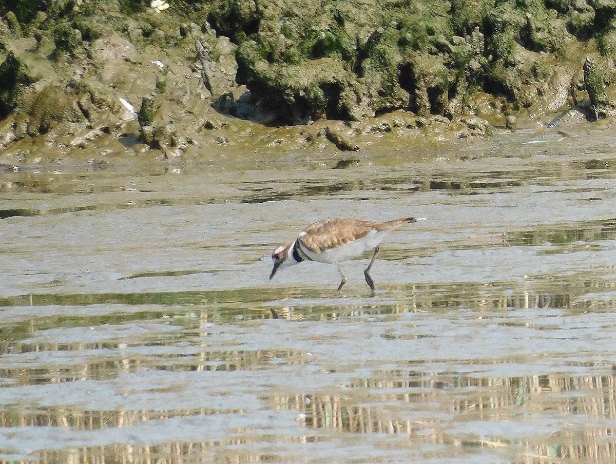 Killdeer - ML622127865