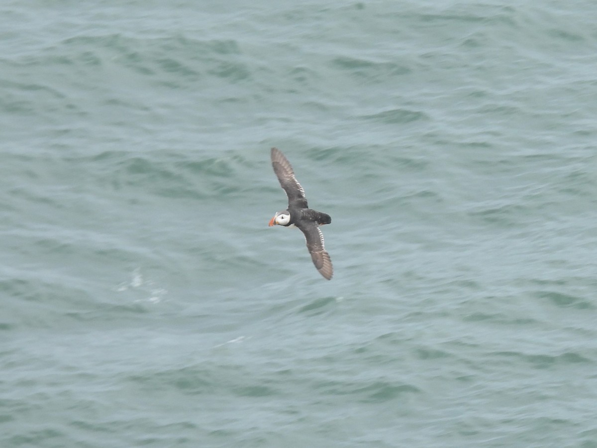 Atlantic Puffin - ML622127866