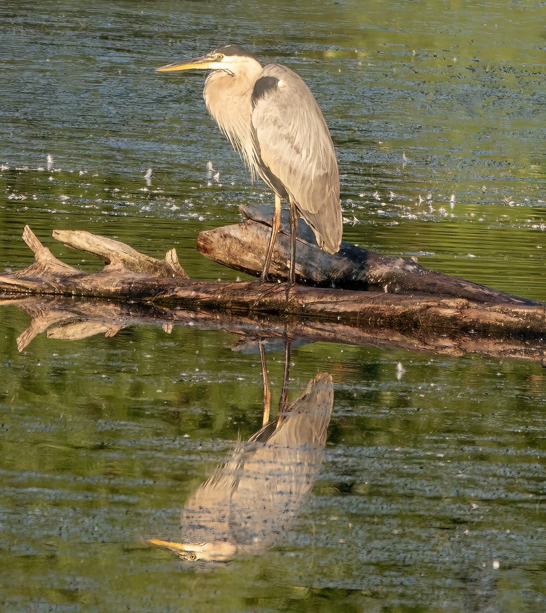 Great Blue Heron - ML622127867