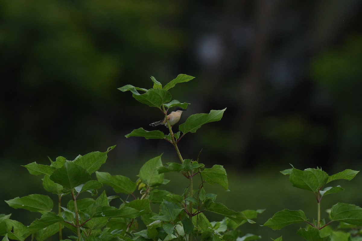 Ashy Prinia - ML622127869