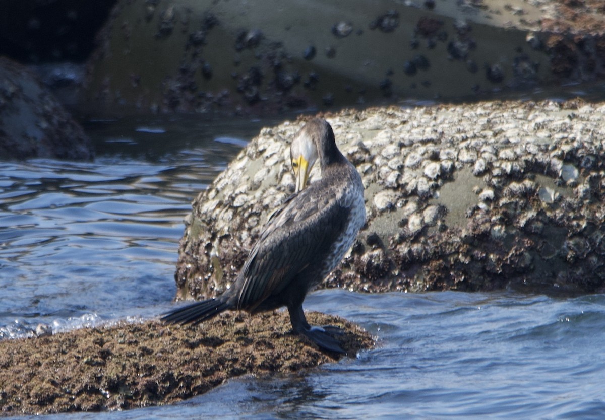 Japanese Cormorant - ML622127870