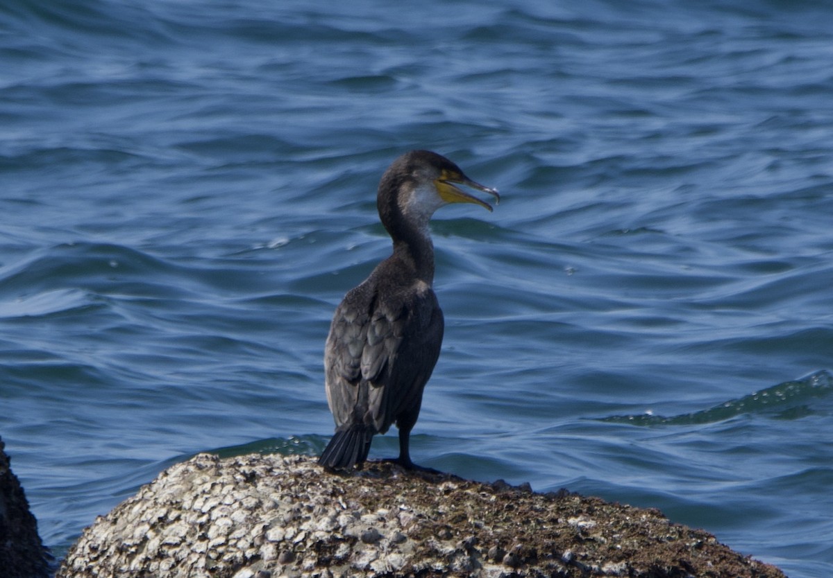 Japanese Cormorant - ML622127871