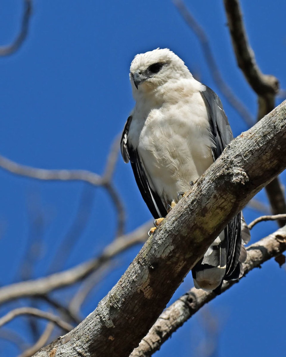 White Hawk - ML622127934