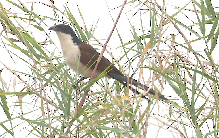 Coppery-tailed Coucal - ML622127961