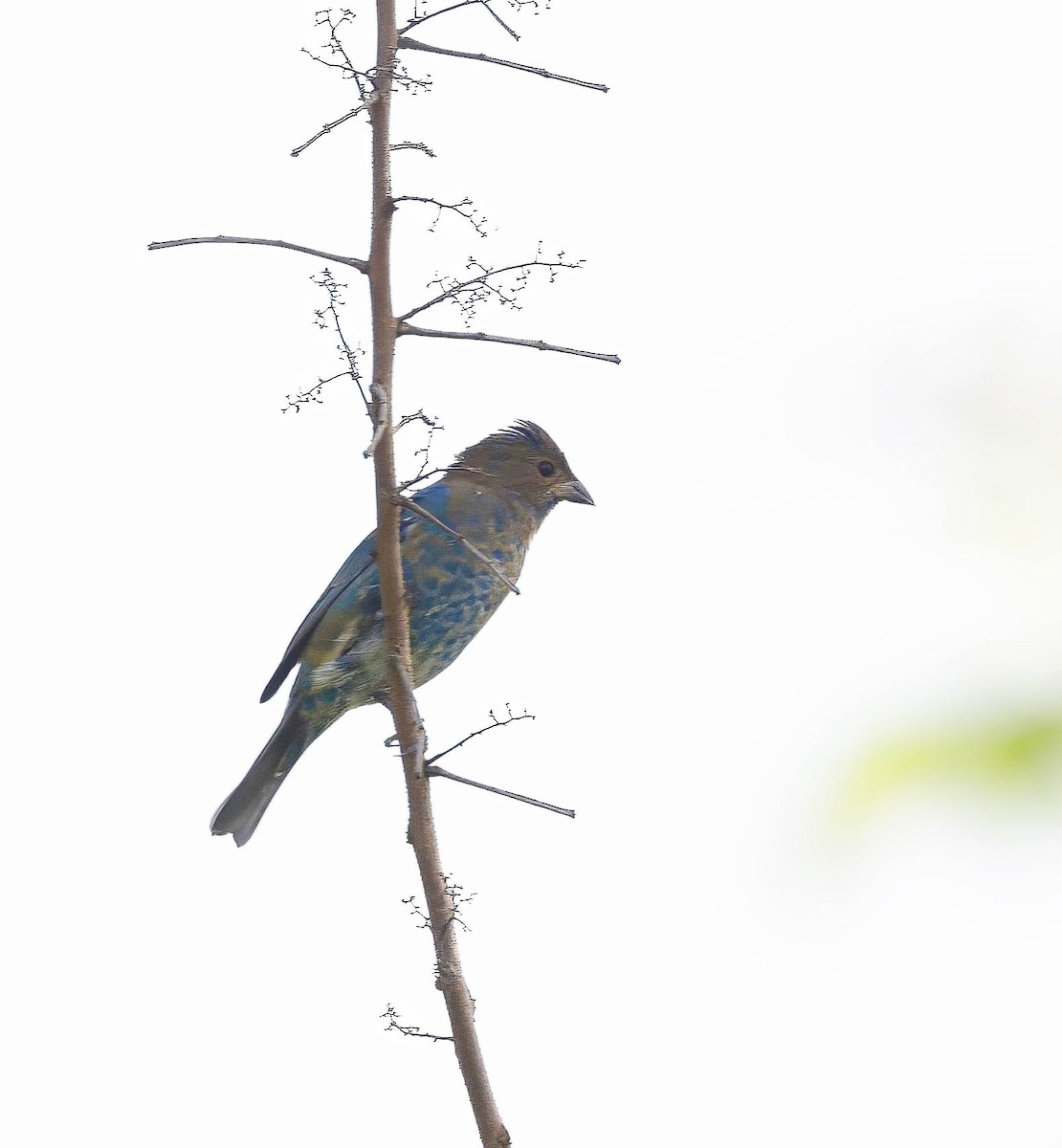 Indigo Bunting - ML622128003