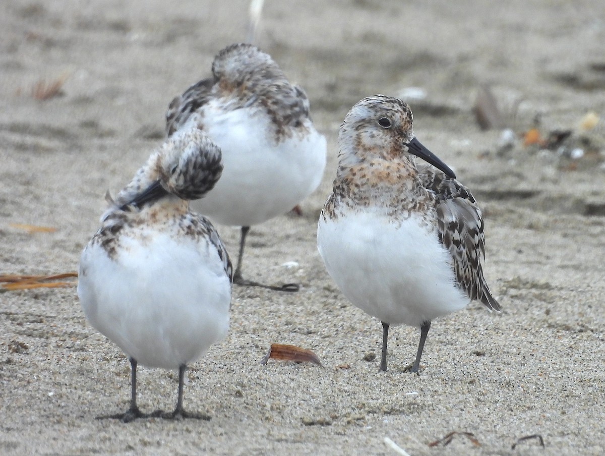 Sanderling - ML622128005