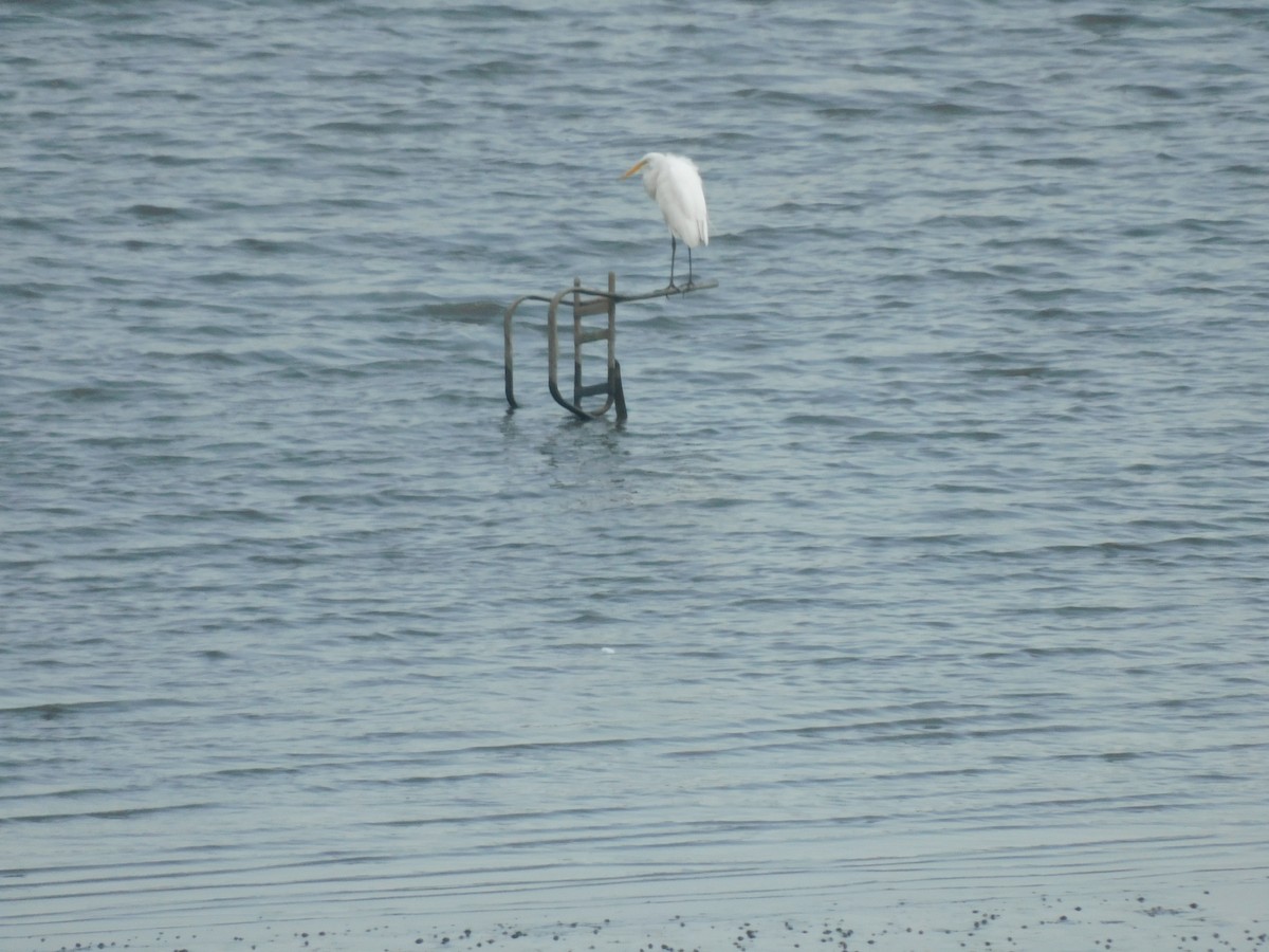 Great Egret - ML622128006