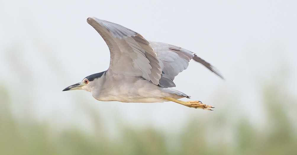 Black-crowned Night Heron - ML622128008