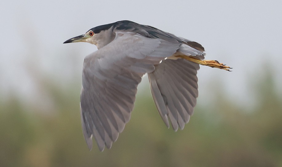 Black-crowned Night Heron - ML622128009