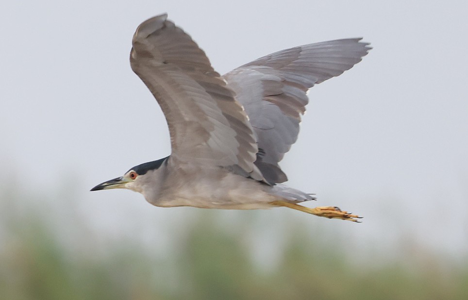 Black-crowned Night Heron - ML622128010