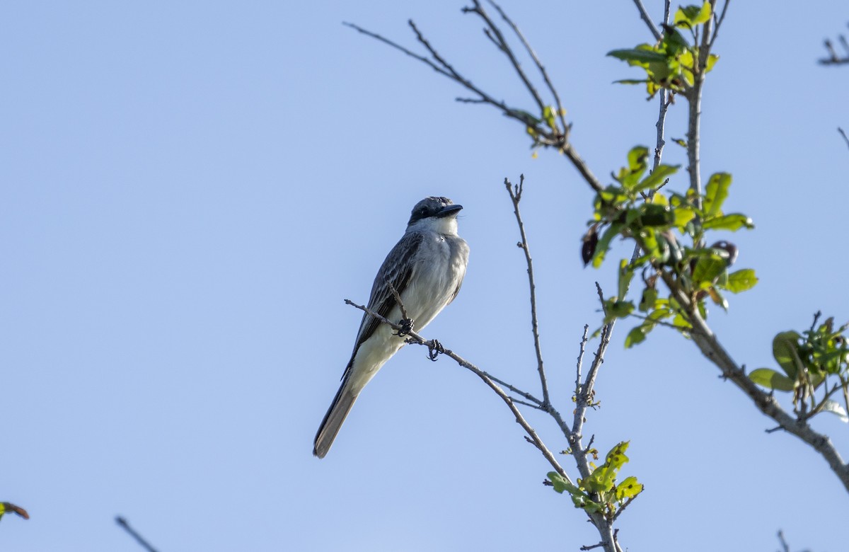 Gray Kingbird - ML622128031