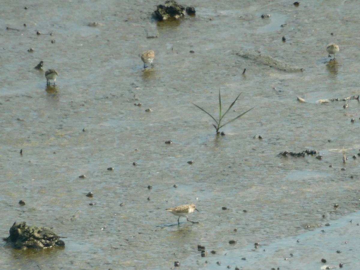 Semipalmated Sandpiper - ML622128065