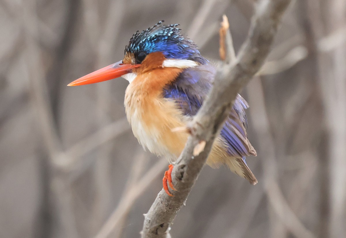 Malachite Kingfisher - ML622128067