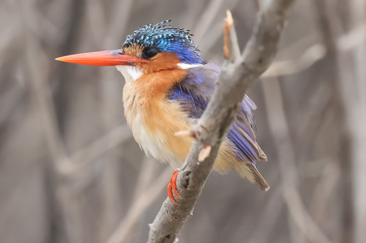 Malachite Kingfisher - ML622128068