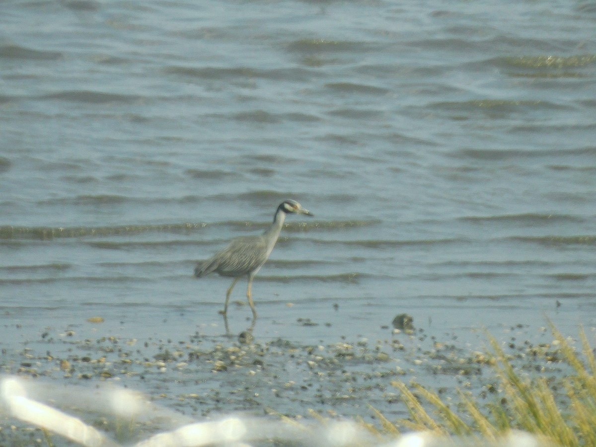 Yellow-crowned Night Heron - ML622128088