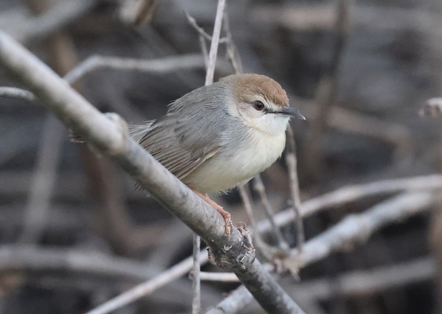 Kilombero Cisticola - ML622128108