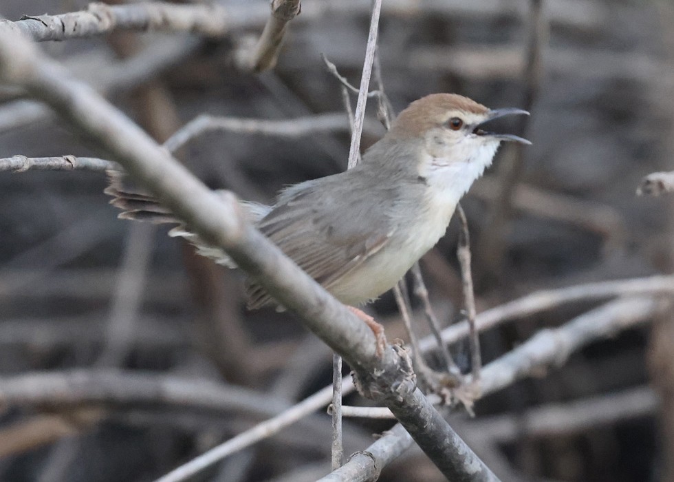 Kilombero Cisticola - ML622128110