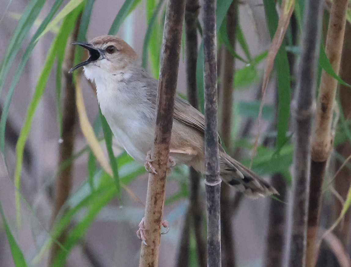 Kilombero Cisticola - ML622128111