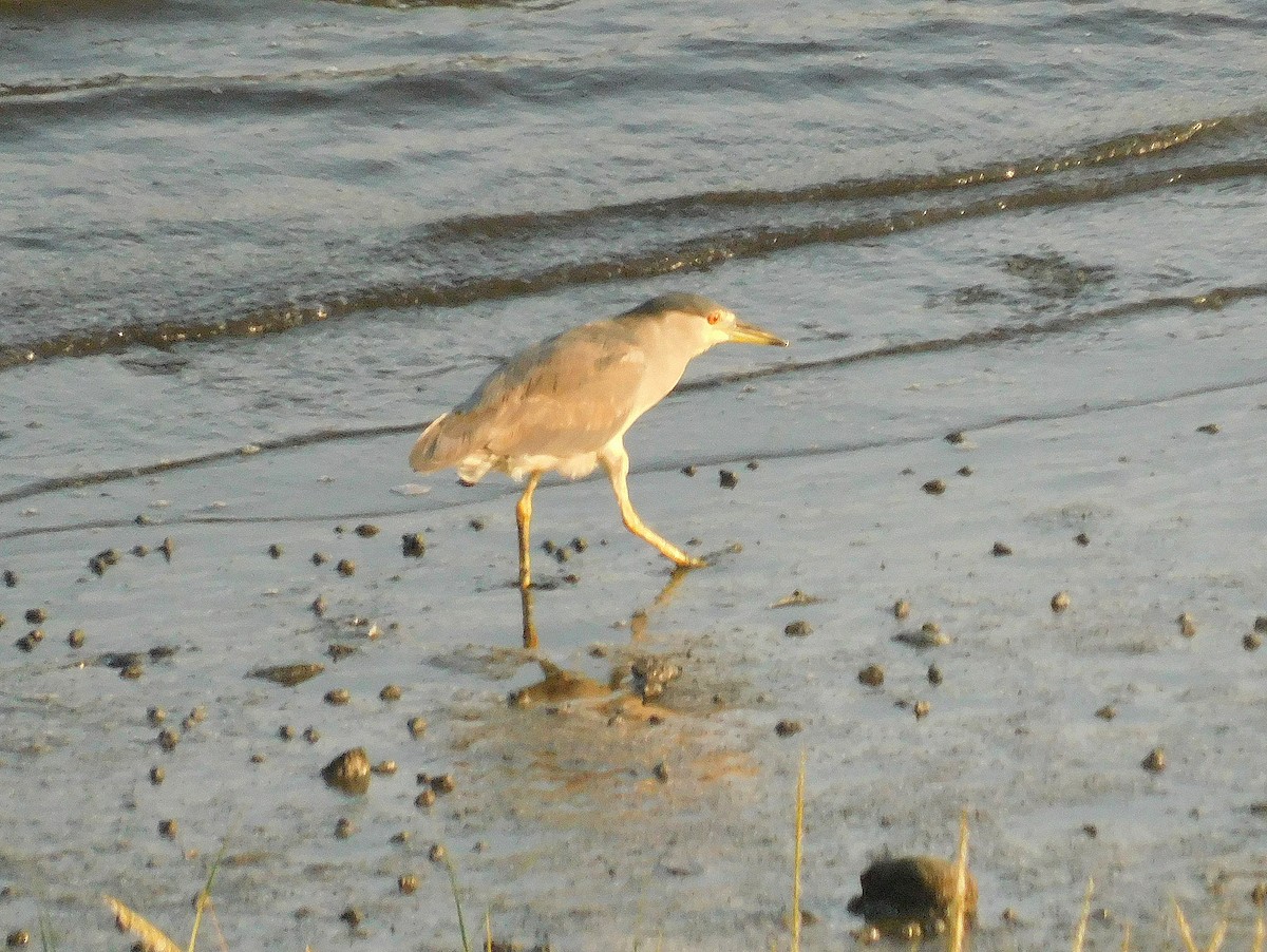 Black-crowned Night Heron - ML622128112