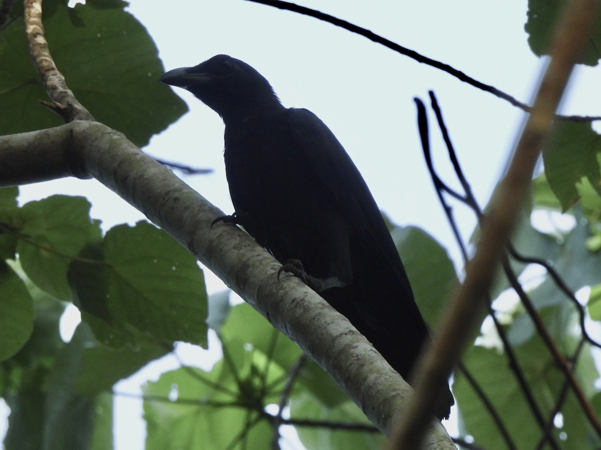 Palawan Crow - ML622128125